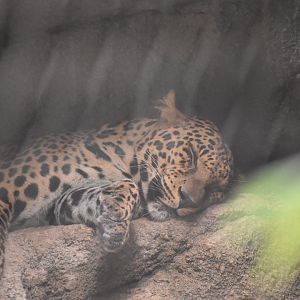 Sleepy African Leopard