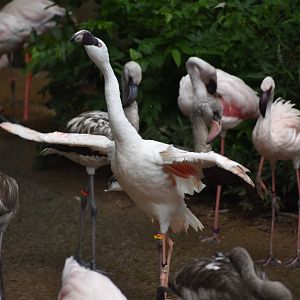 Lesser Flamingo