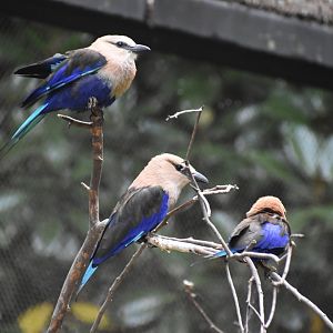 Blue-bellied Rollers
