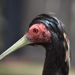 Madagascar Ibis
