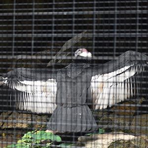 Andean Condor