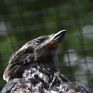 African Crowned Eagle