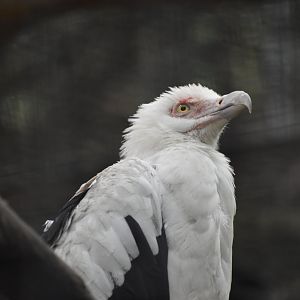 Palm Nut Vulture