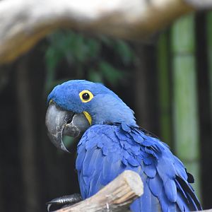 Hyacinth Macaw