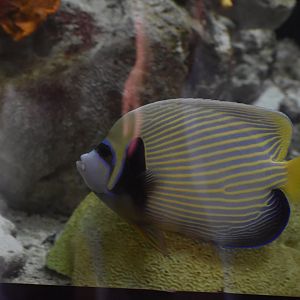 Emperor Angelfish