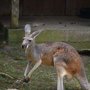 Red Kangaroo
