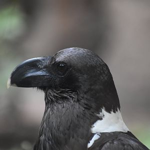 White-necked Raven