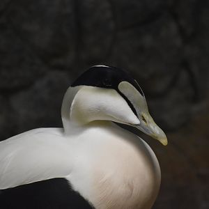 Common Eider