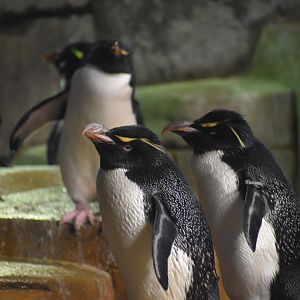 Rockhopper Penguins