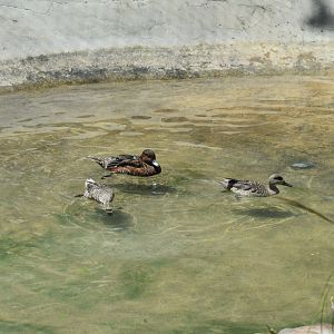African Penguins? No, ducks