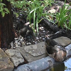 Wood Ducks