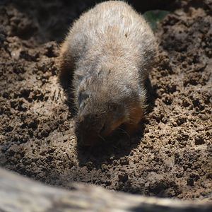 Prairie Dog