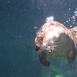 North American River Otter