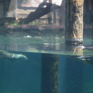 American Alligator and North American River Otter Predator-Prey Viewing