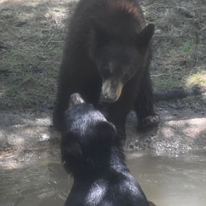 American Black Bears