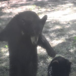 American Black Bear Altercation