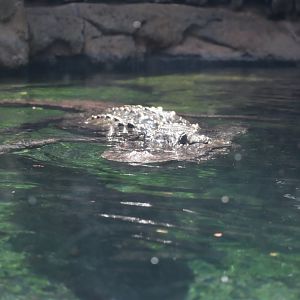 American Alligator