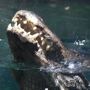 American Alligator Feeding Time