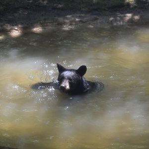 American Black Bear