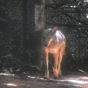 Red Wolf