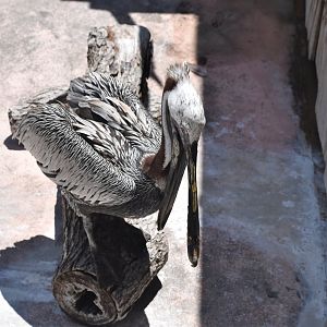 Brown Pelican
