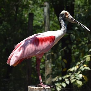 Roseate Spoonbill