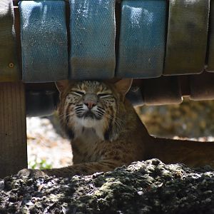 Bobcat Headscritch