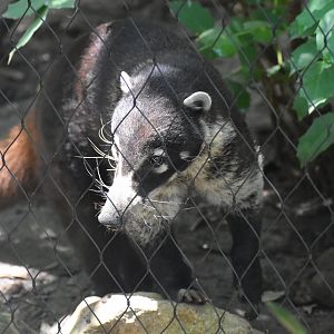 White-nosed Coati