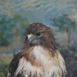 Red-tailed Hawk