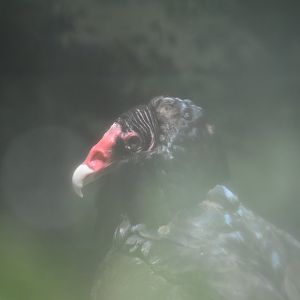 Turkey Vulture