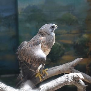 Swainson's Hawk