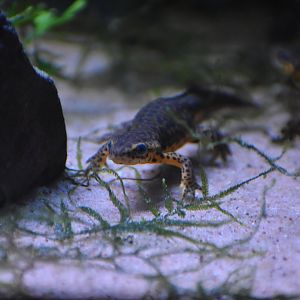 Black-spotted Newt
