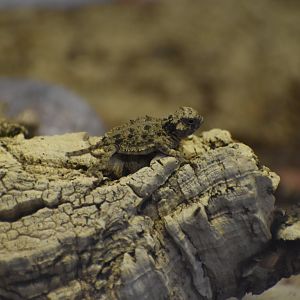 Baby Texas Horned Lizard