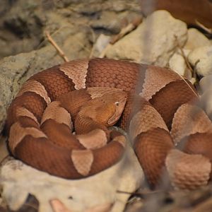 Eastern Copperhead