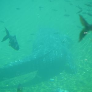 Gharial Fully Submerged