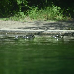 Gharial