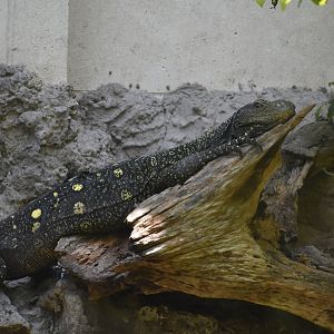 Crocodile Monitor