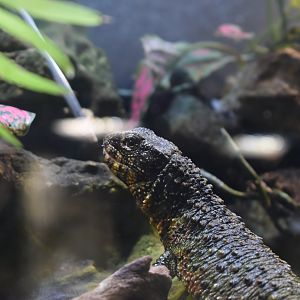 Chinese Crocodile Lizard