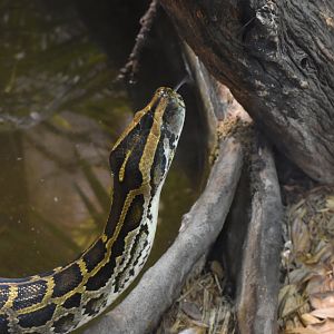 Burmese Python