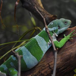 Fiji Banded Iguana