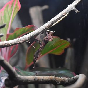 Ghost Mantis