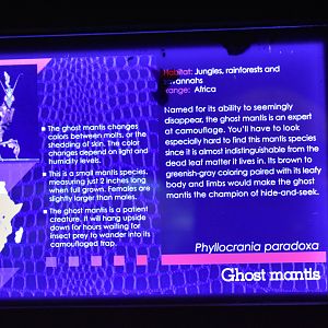 MOLA Ghost Mantis Signage