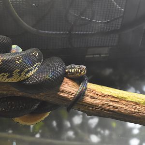 Boelen's Python