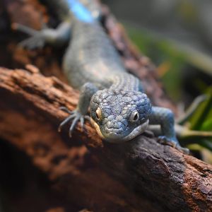 Mexican Alligator Lizard
