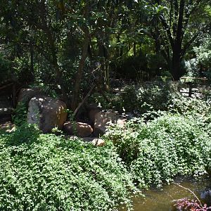 Ring-tailed Lemur Island