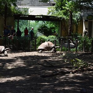 Aldabra Tortoise view