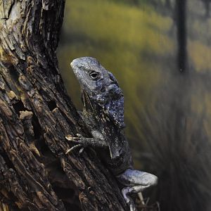 Frilled Lizard