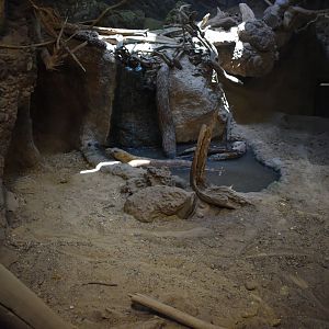 Komodo Dragon