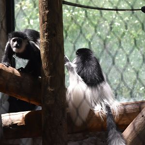 Black-and-white Colobus