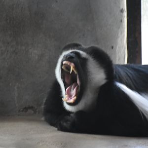 Colobus Yawn